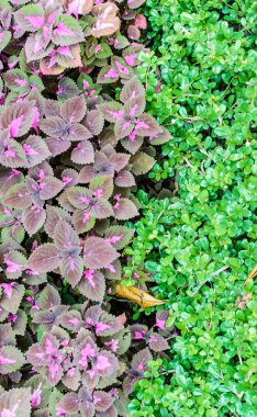 Mor yaprak ve çim duvar