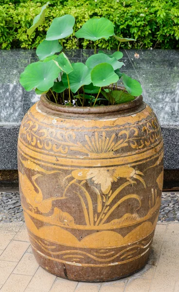 Plante de lotus dans un vieux bocal en argile cuite — Photo