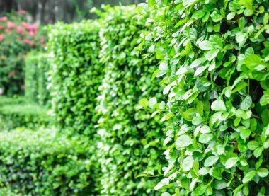 eğri deco yaprak desen kadar kapatın