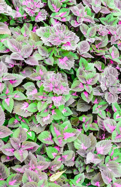 Purple leaf pattern — Stock Photo, Image