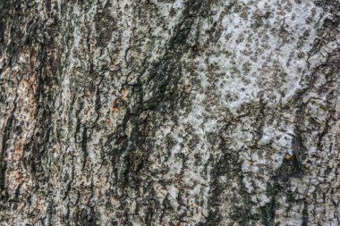 yüzey ahşap kadar kapatın