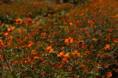 Turuncu cosmos çiçek alanında 