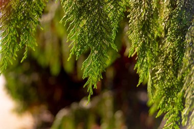 Eşkıyanın yeşil dalları arka planda kalır.