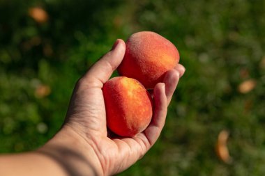 yeşil arka planda bir bahçıvanın elinde şeftali