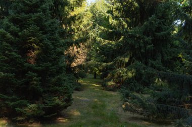 Parktaki yeşil Noel ağacı