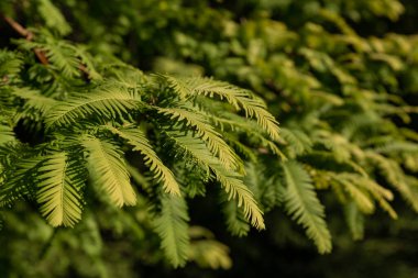 Yeşil Noel ağacı iğneleri yakın