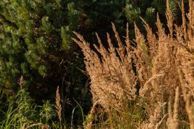Arka planda sazlık çimenleri yakın çekim
