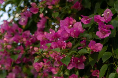Bougainvillea Spectabilis Çiçeklerinin Kapanışı