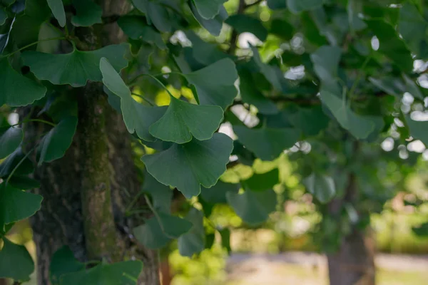 Ginkgo Biloba Löv Trädet Närbild — Stockfoto