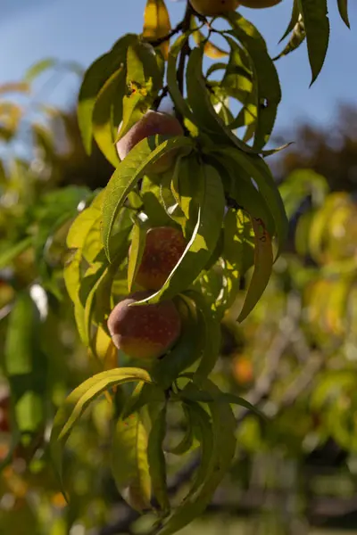 绿叶枝条上的桃子 — 图库照片