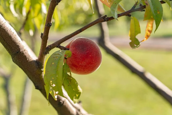 夏天阳光充足的时候 枝头上有成熟的桃子 — 图库照片