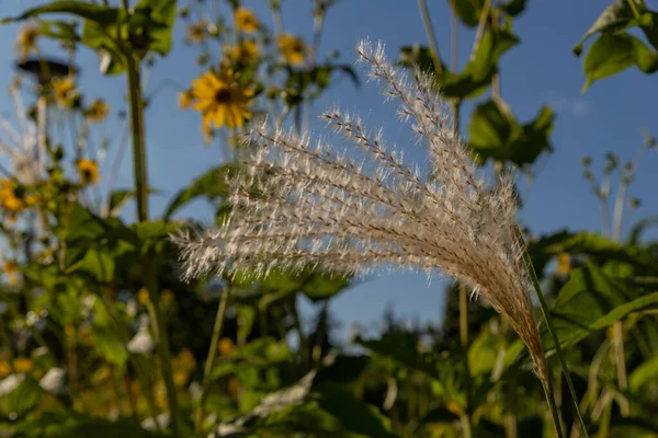 Feather Reed Grass Sunlight Close — Stock fotografie