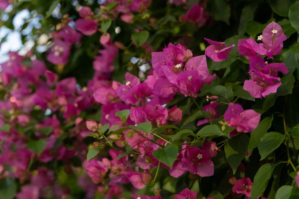 Primer Plano Bougainvillea Spectabilis Blossoms — Foto de Stock