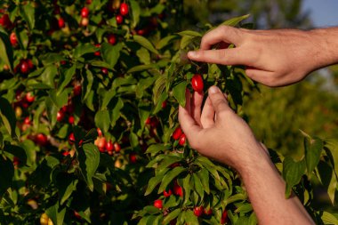 Bahçıvan, sulu kırmızı Japon kirazlarını ağaçtan koparır.