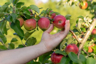 Bahçıvanın eli ağaçtaki elmaları kontrol eder.
