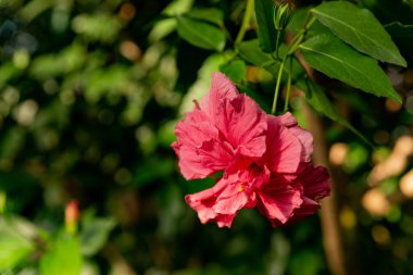 Yeşil arkaplandaki pokus çiçeği. Yakın plan.