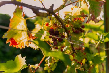 Yeşil yaprakların arasındaki bir dalda olgunlaşmış üzümler.