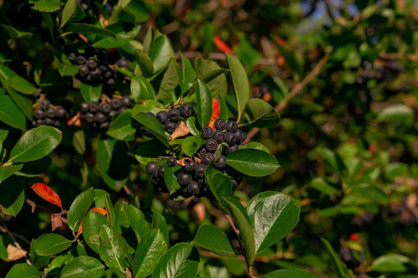 Siyah Rowan Dağ Külleri Yeşil Yapraklar Arasında — Stok fotoğraf