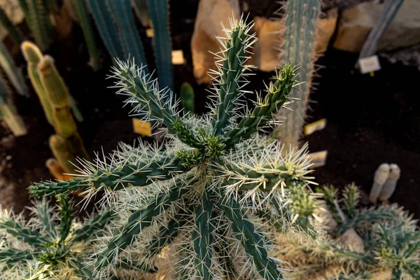 Cactus White Thorns Close — Stock Photo, Image