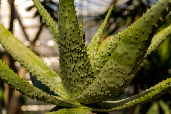 Folhas Aloés Com Espinhos Perto — Fotografia de Stock