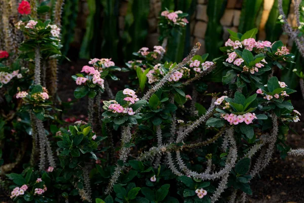 Euphorbia Milii Hermosa Corona Espinas Arbusto Con Flores Espinas — Foto de Stock