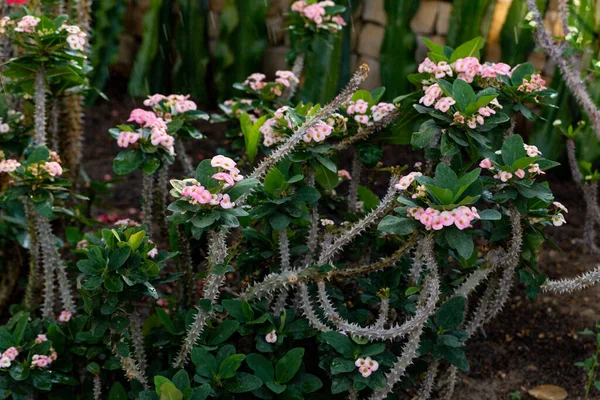 Euphorbia Milii Hermosa Corona Espinas Arbusto Con Flores Espinas — Foto de Stock