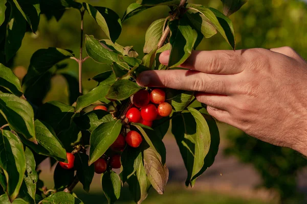 Gardener Plucks Vermelho Suculento Maduro Japonês Cerejas Uma Árvore — Fotografia de Stock
