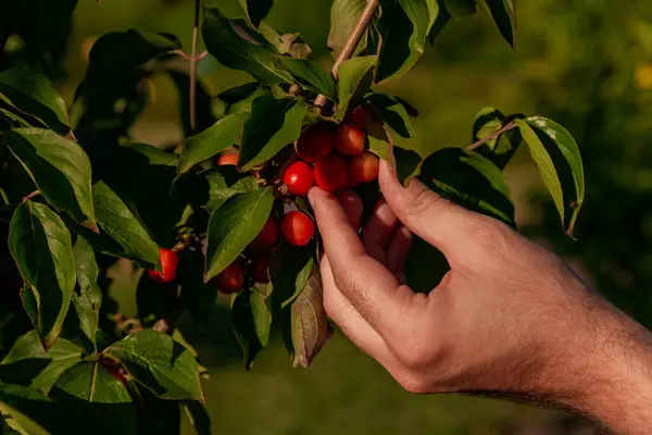 Gardener Plucks Vermelho Suculento Maduro Japonês Cerejas Uma Árvore — Fotografia de Stock