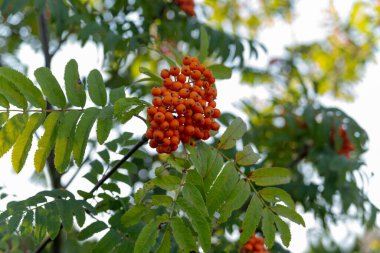 Yeşil yapraklar arasında bir dalda bir grup kırmızı Rowan.