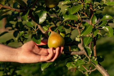 Bahçıvanın eli ağaçtaki armudu kontrol eder.