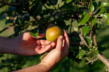Bahçıvanın eli ağaçtaki armudu kontrol eder.