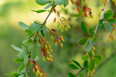yeşil böğürtlen yeşil yapraklı bir dalda olgunlaşır.