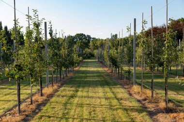 Genç ağaçlar bahçede sıra sıra dikilmiş.