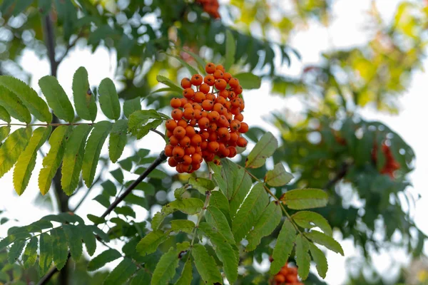 Bunch Red Rowan Branch Green Leaves — Stock Photo, Image