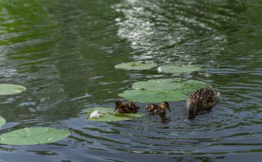 Anne ördek ve küçük ördekler gölette yüzüyor.