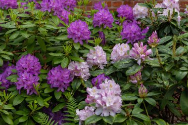 Güzel açık pembe ve mor rhododendron çiçekleri güneş ışığında kapanıyor.