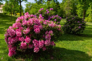 Güzel pembe rhododendron çalısı Çiçekler güneş ışığında kapanıyor