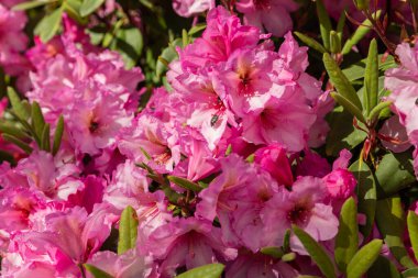 Güzel pembe rhododendron çiçekleri güneş ışığında kapanıyor.