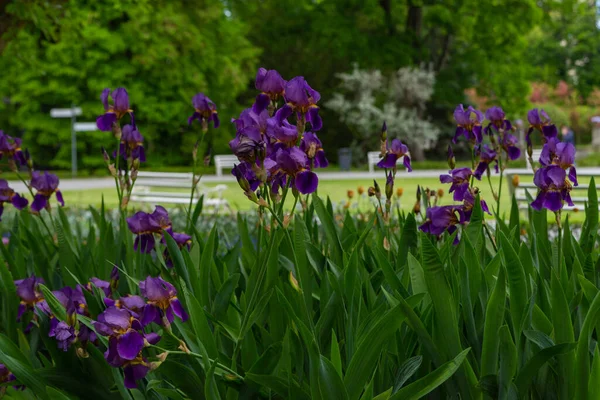 Hermosas Flores Iris Púrpura Naturaleza Sobre Fondo Verde — Foto de Stock