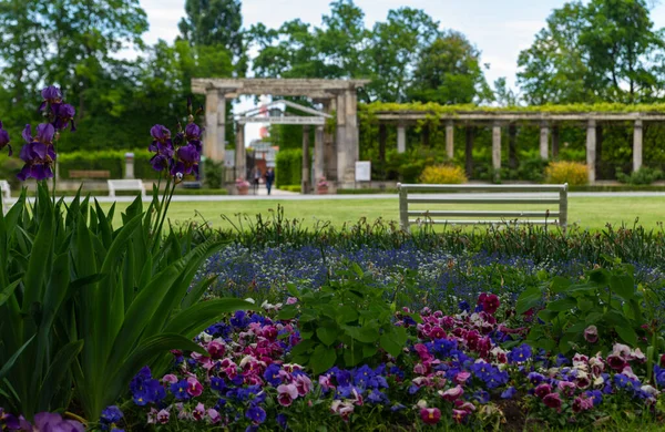 Wilanow Sarayı Nın Arka Planında Güzel Pembe Beyaz Nonoş Çiçekleri — Stok fotoğraf