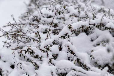 Soğuk bir günde, kışın karla kaplı alçak çalılar.