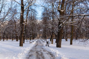 Karla kaplı parkın güzel manzarası. Karla kaplı ağaçların arasındaki temiz yol.