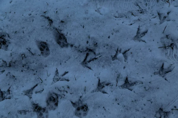 Bird Tracks Snow Evening — Stockfoto
