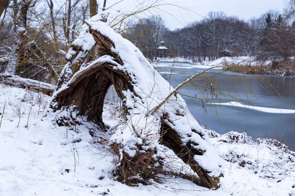 在雪地的河岸上被雪压碎的树 — 图库照片