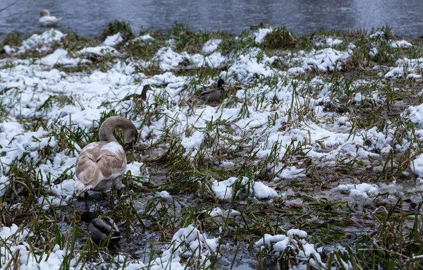 Snowy Lake Shore Wild Birds Search Food — Fotografia de Stock