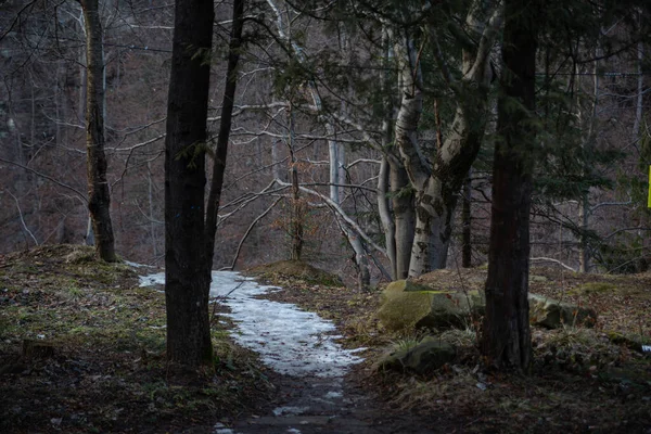 Caminho Nevado Entre Árvores Floresta Início Primavera — Fotografia de Stock