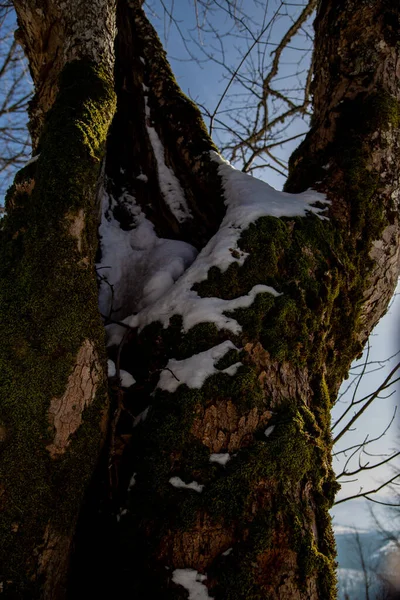 Vista Tronco Árvore Abaixo Neve Contexto Céu — Fotografia de Stock