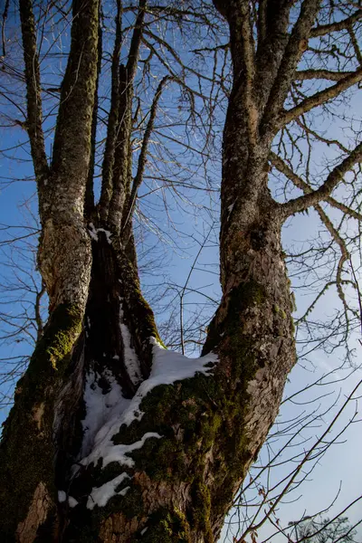 Vista Tronco Árvore Abaixo Neve Contexto Céu — Fotografia de Stock