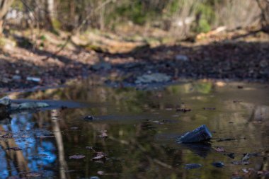 Yüzeyde, ormanın ortasında sığ, pis kokulu, kirli bir göl. Yüzen plastik şişe. Güneşli, ilkbahar ağaçları yapraksız.