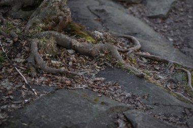 Ağacın kökleri kayalık bir yüzeyde filizlendi.